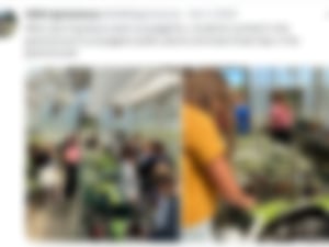 plants in the greenhouse